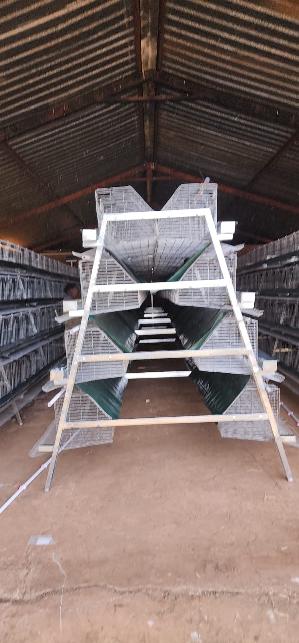 A-Frame Layer Cages