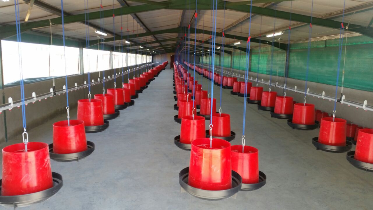 A-Frame Layer Cages - Front View